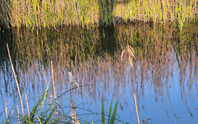 VISITE DES MARAIS D’ANDRYES