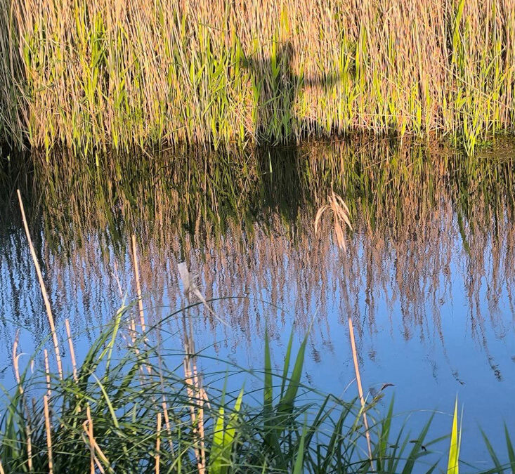 VISITE DES MARAIS D&rsquo;ANDRYES