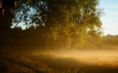 MARCHE DU TEMPS PROFOND